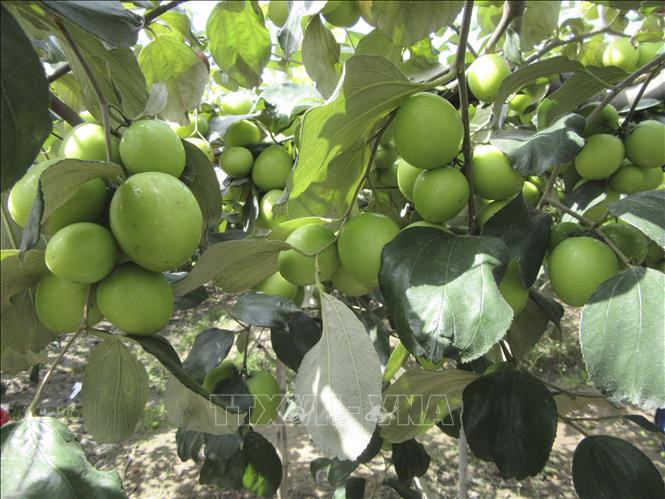 Táo Ninh Thuận được giá cao
