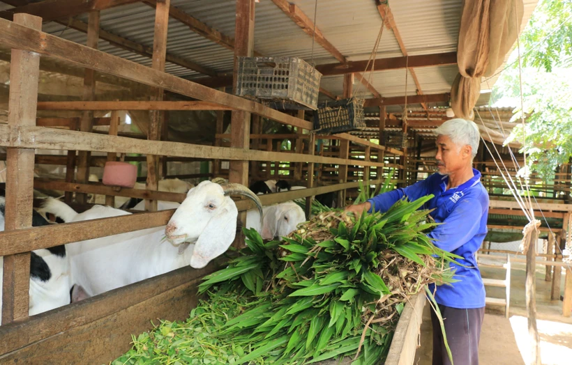 Nông dân huyện biên giới Hồng Ngự có thêm thu nhập từ nghề nuôi dê thịt