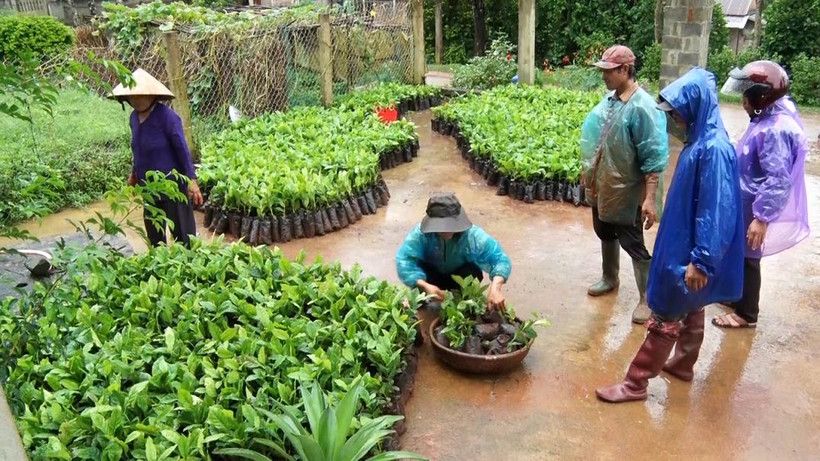 Cây giống cà phê chè catimor phục vụ công tác tái canh cho các hộ nông dân. Nguồn:huonghoa.quangtri.gov.vn