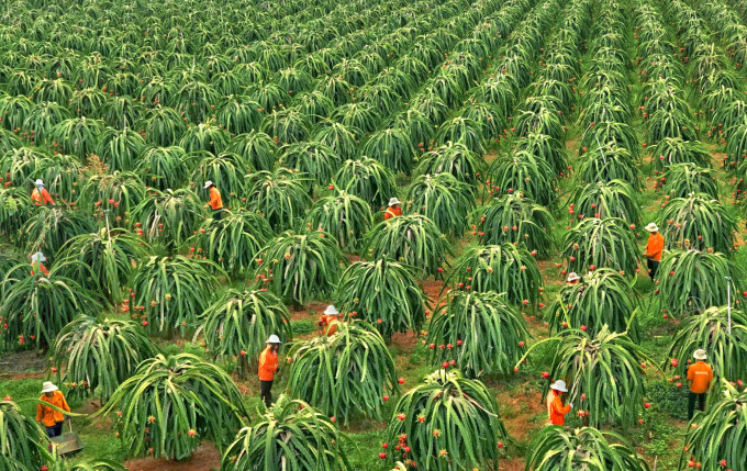 Trang trại sản xuất thanh long ruột tím hồng của Công ty TNHH thanh long Hoàng Hậu. Nguồn: nongnghiep.vn