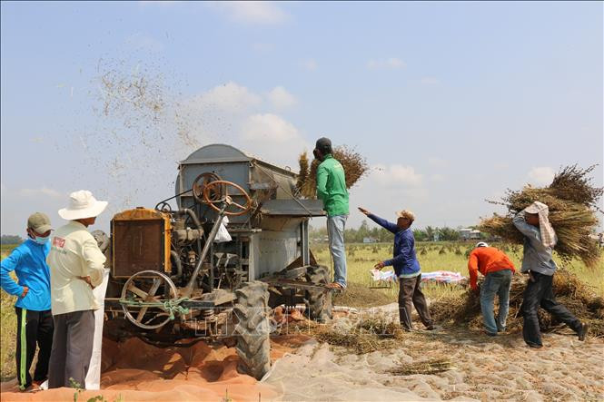 Chiếc máy tuốt hạt vừng của anh Nguyễn Thanh Hùng ngụ ấp 1, xã Thường Phước 2, huyện Hồng Ngự, tỉnh Đồng Tháp. Ảnh: Chương Đài - TTXVN