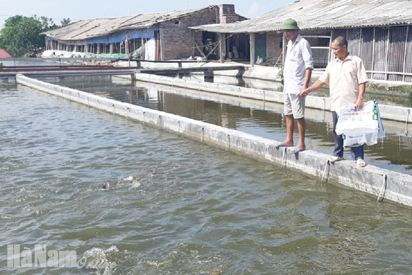 Hà Nam nhân rộng mô hình nuôi cá ứng dụng công nghệ “sông trong ao”
