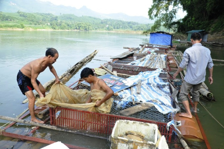 Phát triển kinh tế vùng Trung du và miền núi Bắc bộ: Tận dụng lợi thế nuôi trồng thủy sản bền vững