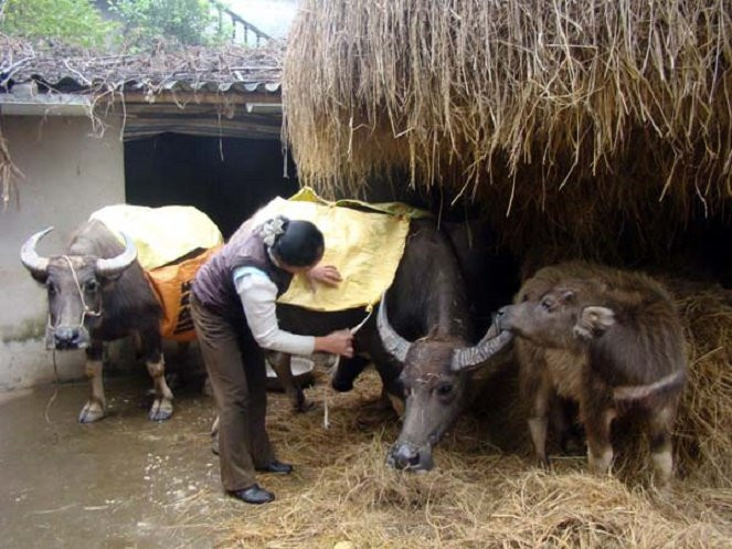 Phòng chống đói, rét cho vật nuôi, giảm thiểu thiệt hại về chăn nuôi