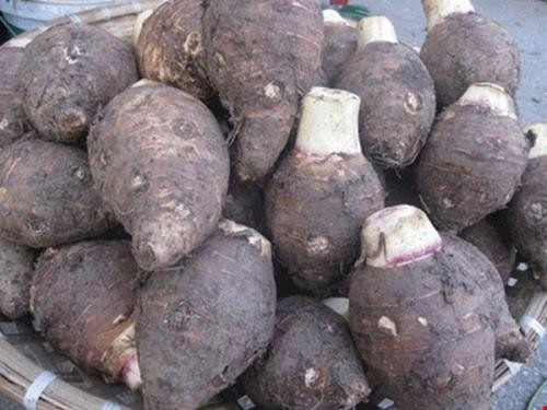 Trồng khoai môn sáp cho lợi nhuận 150 triệu đồng/ha ở Trà Vinh