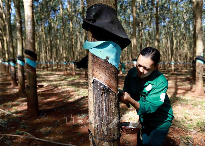 Khai thác mủ cao su tại nông trường của Công ty TNHH Một thành viên Cao su Chư Păh, Gia Lai. Ảnh: Vũ Sinh - TTXVN