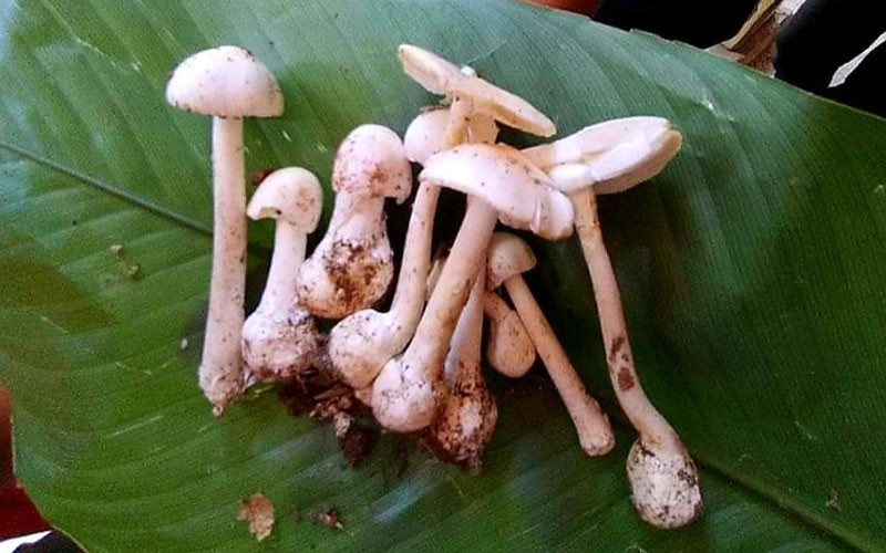 Cả gia đình ở Chiềng Khay nhập viện vì ăn phải nấm độc