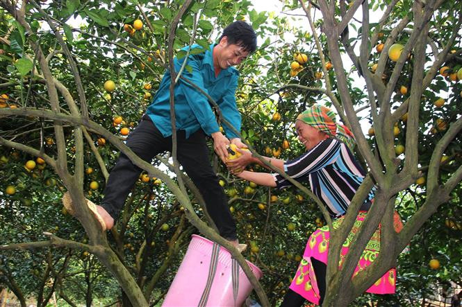 Nông dân thu hoạch cam lòng vàng ở xã Vĩnh Phúc, huyện Bắc Quang (Hà Giang). Ảnh: TTXVN phát