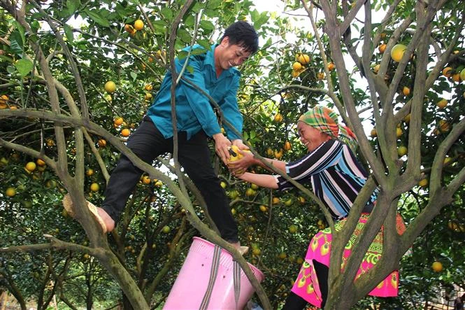 Nông dân thu hoạch cam lòng vàng ở xã Vĩnh Phúc, huyện Bắc Quang (Hà Giang). Ảnh: TTXVN phát