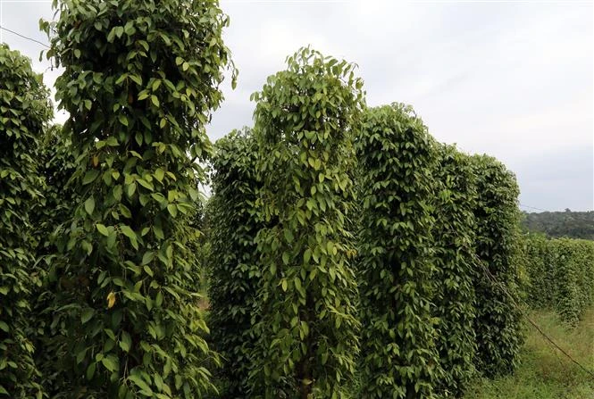 Vườn tiêu tại huyện đảo Phú Quốc. Ảnh: Lê Sen - TTXVN 