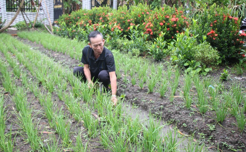 Mô hình trồng rau màu của hộ đồng bào dân tộc Khmer tại xã Lương Tâm, huyện Long Mỹ (Hậu Giang). Ảnh: Hồng Thái - TTXVN