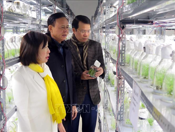 Thứ trưởng Bộ Nông nghiệp và Phát triển nông thôn Hà Công Tuấn thăm khu nuôi cấy mô thuộc Viện nghiên cứu và Phát triển lâm nghiệp - Đại học Nông lâm Thái Nguyên. Ảnh: Trần Trang - TTXVN