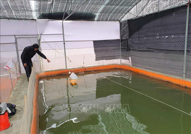 Ngoài việc quây bạt kín, anh Trần Văn Quyên, xã Mỹ Hà, huyện Mỹ Lộc, còn thắp cả đèn để sưởi ấm cho cá. Ảnh: Công Luật - TTXVN
