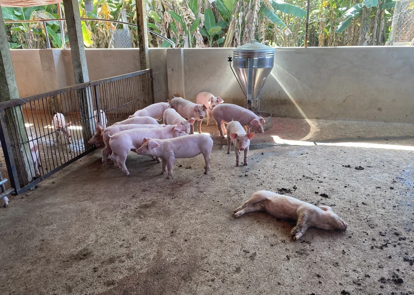 Kon Tum liên tiếp phát hiện 2 ổ dịch tả lợn châu Phi