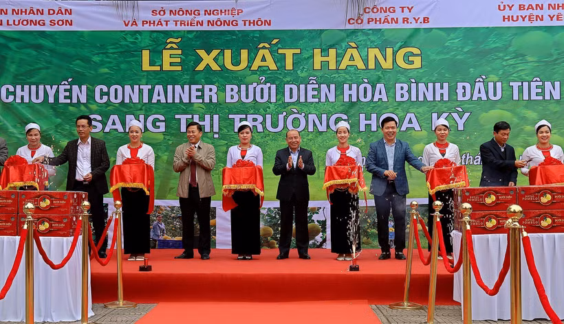Hoà Bình xuất khẩu 48 tấn bưởi Diễn đầu tiên sang thị trường Hoa Kỳ