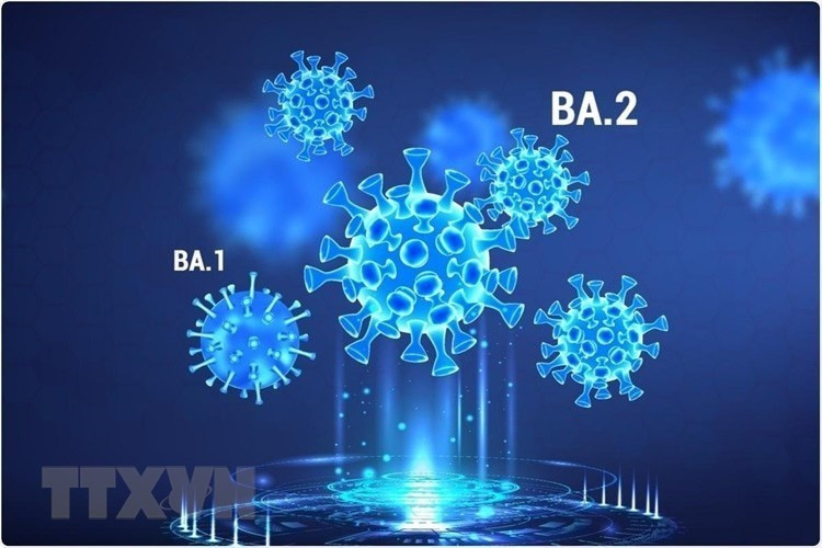 Các đột biến của virus SARS-CoV-2 có khả năng "lẩn trốn" tế bào T trên diện rộng