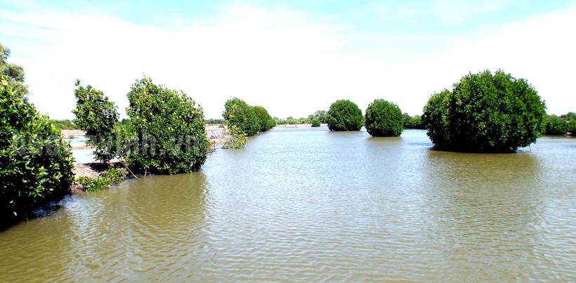 Mô hình nuôi tôm sinh thái gắn với rừng ngập mặn (rừng đước) ấp Phước Thiện, xã Đông Hải, huyện Duyên Hải. Ảnh:baotravinh.vn