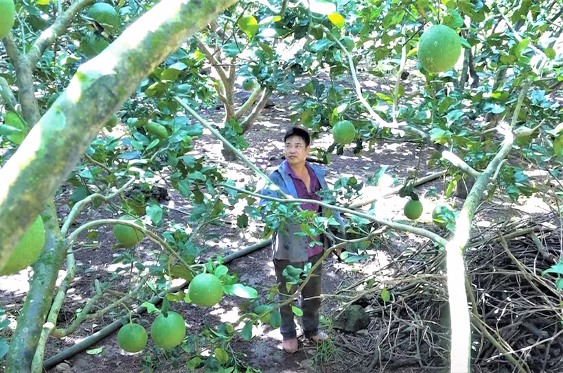 Ông Hồ Văn Biển, xã Phú Lộc, huyện Tân Phú (tỉnh Đồng Nai) đã trở nên khá giả nhờ những vụ bưởi trúng mùa được giá. Ảnh: danviet.vn