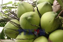 Phát triển vùng chuyên canh dừa phục vụ xuất khẩu