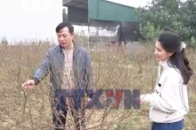 Làng hoa đào Nhà Nít rộn ràng vào vụ Tết Bính Ngọ