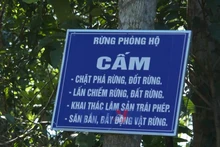 'Lợi kép' từ chủ trương giao, khoán bảo vệ rừng tại Quảng Ngãi