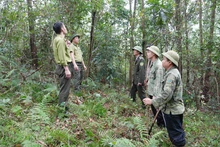 Giữ màu xanh cho những cánh rừng Thái Nguyên