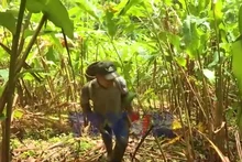 Sinh kế bền vững dưới tán rừng