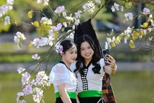 Hoa ban bung nở trên phố núi Điện Biên