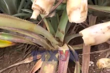 Dứa chết hàng loạt, người nông dân thiệt hại nặng nề
