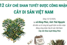 12 cây chè shan tuyết được công nhận là Cây Di sản Việt Nam