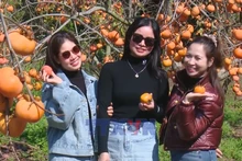 Khám phá mùa hồng chín trên cao nguyên Mộc Châu