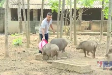 Nông dân Phú Thọ thi đua sản xuất giỏi gắn với xây dựng nông thôn mới