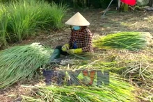 Xuân mới trên Cù lao Tân Phú Đông