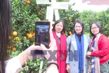 Trải nghiệm mùa cam ly trên cao nguyên Mộc Châu