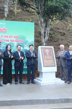 Thái Nguyên: 12 cây chè shan tuyết được công nhận là Cây Di sản Việt Nam