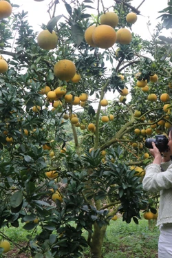 Mùa quả chín 'đánh thức' du lịch nông nghiệp