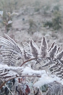 Băng giá phủ trắng Y Tý