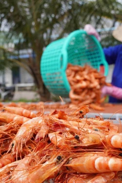 Làng nghề ven biển Cà Mau nhộn nhịp vào mùa Tết