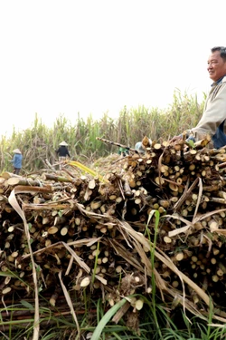 Ngọt ngào mùa mía chín Tuyên Quang