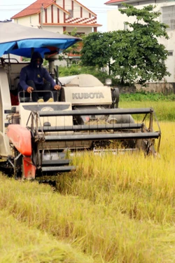 Tập trung thu hoạch lúa, tránh bất lợi về thời tiết
