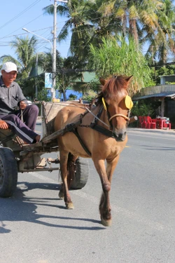 Xe ngựa - Biểu tượng văn hóa 'độc bản' miền biên viễn Tây Nam