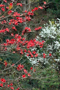 Hoa gạo, hoa ban đua nhau khoe sắc trên đèo Pha Đin