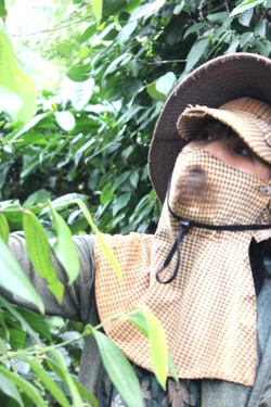 'Hồi sinh' hồ tiêu Gia Lai nhờ canh tác thuận tự nhiên