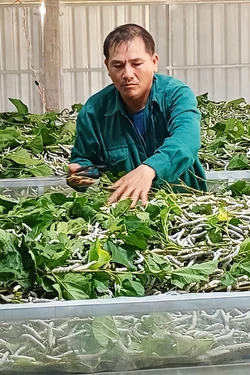 Hướng đi mới trong chuyển đổi cơ cấu cây trồng ở Gia Lai