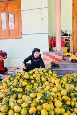 Hàng trăm hộ dân Bạch Thông thoát nghèo nhờ thương hiệu 'Quýt Bắc Kạn'