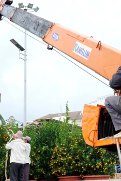 Mang Tết sớm ra đặc khu Lý Sơn