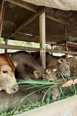 Tìm hướng chăn nuôi hiệu quả, ổn định sinh kế