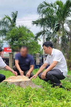 Làm rõ trách nhiệm trong vụ chặt hạ 17 cây xanh tại trụ sở UBND xã