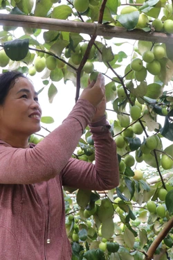 Quảng bá, phát triển thương hiệu đặc sản táo Đại Sơn (Bắc Ninh)