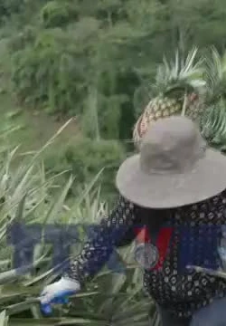 Nâng tầm nông sản Điện Biên từ bảo hộ nhãn hiệu